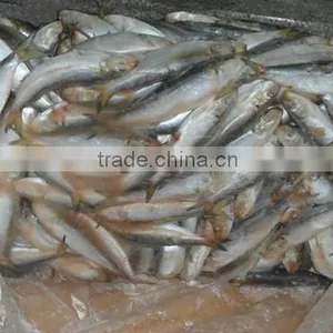 Frozen Sardines (Sardinella Longiceps) for Bait and Canning 250pcs thumbnail-3