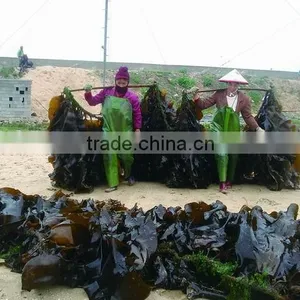 Big Sheet Fresh Water Washed Roasted Processing Dried Kelp Seaweed thumbnail-3