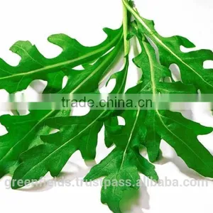 Rucola Oil thumbnail-1