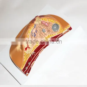Medical Breast Disease Model Breast Anatomical Model Medical Training Model Breast Feeding Model thumbnail-5