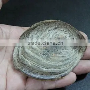Operculum thumbnail-1