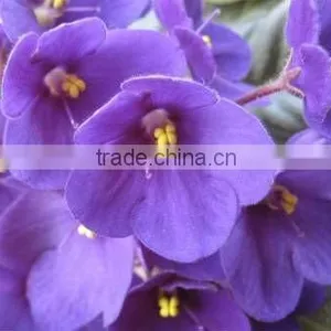No.1 Supplier for African Violet Fragrances For Incense Sticks thumbnail-1