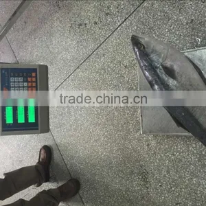 China Manufacture Frozen Yellow Tail Scad Fillet Frozen Fish Fillet New Arrival thumbnail-5