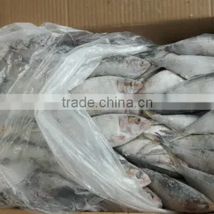 FROZEN SARDINE WHOLE ROUND thumbnail-1