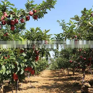 Red Delicious Apple Huaniu Apple Brand YiTian Fresh Red Delicious Apple thumbnail-2