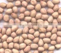 GROUNDNUTS thumbnail-1