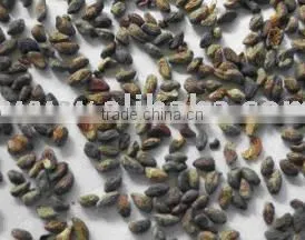 Vocanga Africana Seeds thumbnail-1