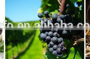 Stainless Steel Dimple Cooling Jacket Wine Tanks thumbnail-6