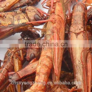 Freeze Dried Grasshopper For Pet Birds Food thumbnail-1