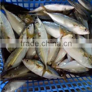 Best and Popular Mackerel Indian thumbnail-2