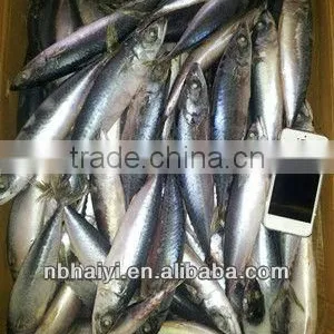 the New Catching Frozen Pacific Mackerel Was Coming 2013.7.9 thumbnail-1