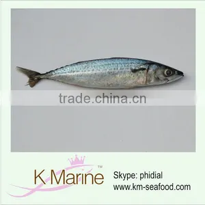 Types of Seafood Good Quality Mackerel wr thumbnail-1