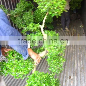Carmona Microphylla Bosnai Trees Loading Into Container thumbnail-1