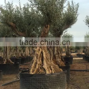 Ancient Olive Tree - Olea Europaea thumbnail-1