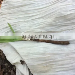 Xian Mao (Curculigo Rhizome) thumbnail-4