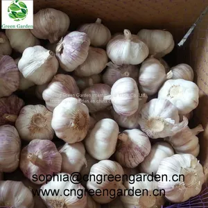 Chinese Fresh Garlic Normal White Garlic Pure White Garlic Dry Garlic thumbnail-1