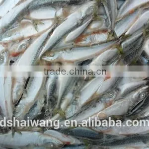 Frozen Seafood Pacific Macekerel Fish To Supply With Size - 80g / Pcs thumbnail-1