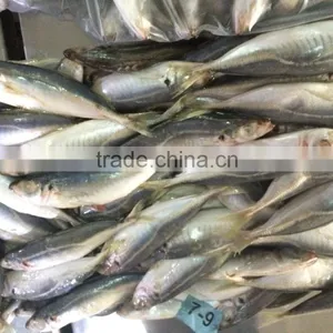 Crude Trachurus Japonicus 7 -9 Pcs / kg thumbnail-1