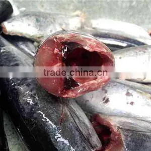 HACCP EU HGT Frozen Bonito Fish and Auxis Thazard thumbnail-1