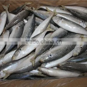 Horse Mackerel Price thumbnail-5