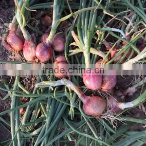 2015 100% Fresh Shallot Onion in China thumbnail-6
