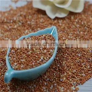 Red Millet In Husk With Good Price thumbnail-3