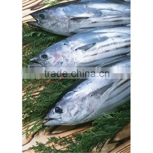 Fresh Frozen Skipjack Tuna for Sale thumbnail-1