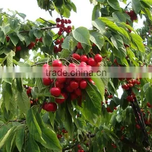 Red Cherry Fruit Tree Seeds for Growing thumbnail-1