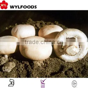 IQF China Price for Frozen Champignons Whole 2015 High Quality thumbnail-6