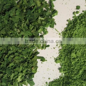 2013 New Crop Spinach Powder thumbnail-2