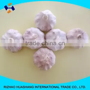 Good Quality Normal White Fresh Garlic Size5.5cm thumbnail-3