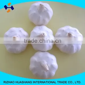 Good Quality Pure White Fresh Garlic Size6.0cm thumbnail-3