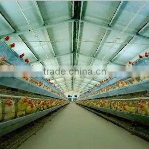 Poultry Farm for Layers thumbnail-1