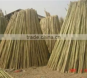 Fencing Raw Bamboo Cane Poles thumbnail-1