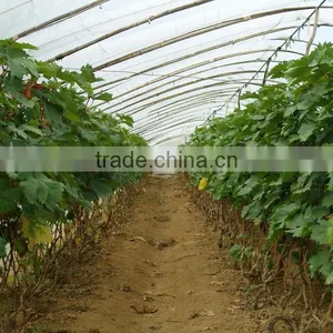Plastic Film for Greenhouse Plastic PE Film Grape Vegetable Flower thumbnail-1