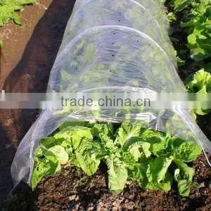 PE Film Tunnel Greenhouse thumbnail-1