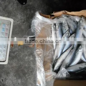 Frozen Pacific Saury #3 #4 thumbnail-1