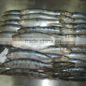 Frozen Sardines thumbnail-1