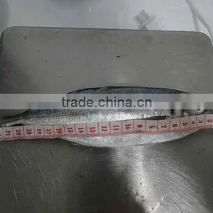 Frozen Horse Mackerel Trachurus Trachurus 20cm+ thumbnail-2