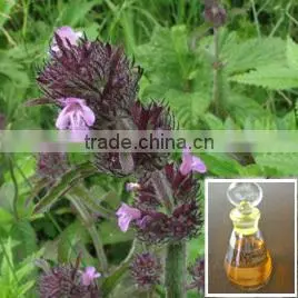 Best Selling Products Organic Seed for High Quality Nepeta Oil thumbnail-1