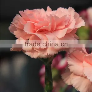 Wide Variety Medium Pink Crazing Selling Carnation thumbnail-1