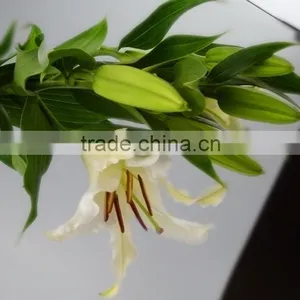 Fashionable Siberia Snow White Lily thumbnail-4