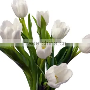 Special New Coming Wholesale Cheap Tulip Flowers thumbnail-3