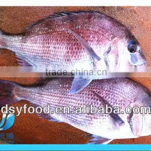 Supply New Catching Fresh Whole Seabream Fish thumbnail-2