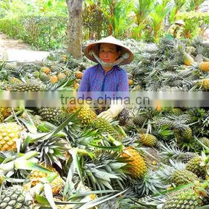 Fresh Pineapple ( Tropical Fruit) thumbnail-5