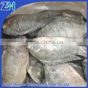 Frozen Black Tilapia Wholesale Price thumbnail-1