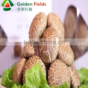 Hot Sale High Quality Cultivated Organic Dried Shiitake Cultivation Rods thumbnail-6