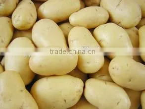 New Crop Sugar Free Potato With High Quality thumbnail-1