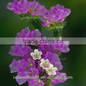 the Beautiful Decorative Foliage Purple Myosotis Flower thumbnail-4