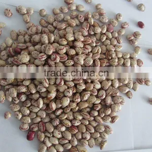 CHITEE BEANS thumbnail-2